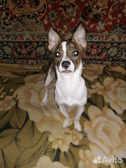 Собака в добрые руки метис