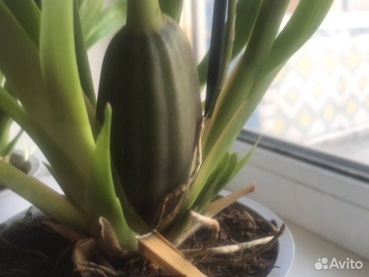 Орхидея камбрия