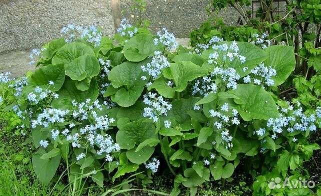 Топинамбур, шнитт лук