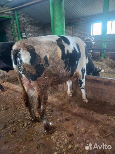 Быки на мясо