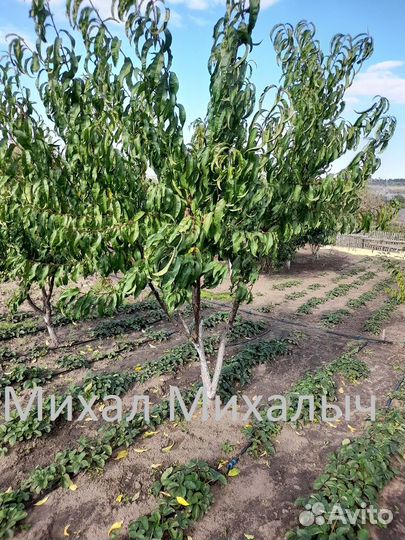 Саженцы персика ранний районированный