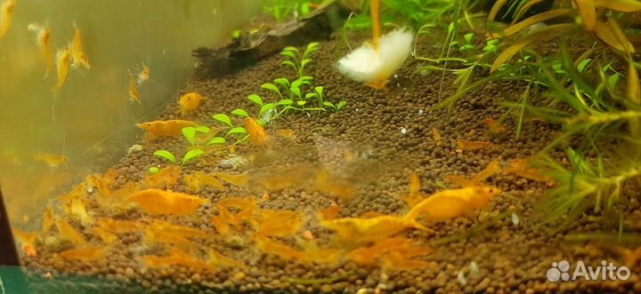 Креветки Taiwan Bee: 