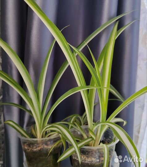 Хлорофитум