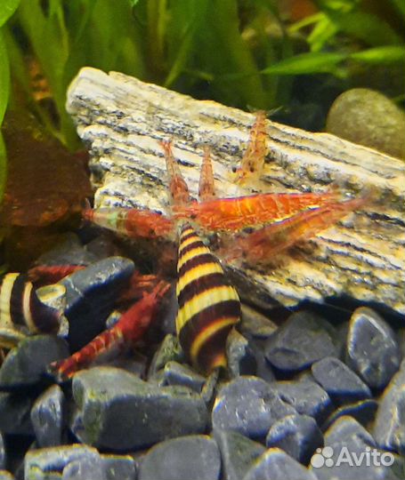 Вишни креветки, сомики, гуппи