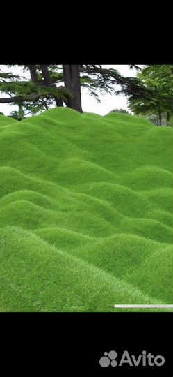 Мшанка шиловидная морозостойкая #ирландскиймох