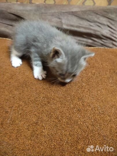 Катенок в добрые руки