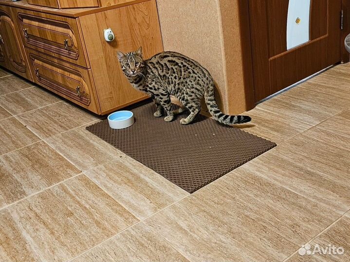 Бенгальский кот