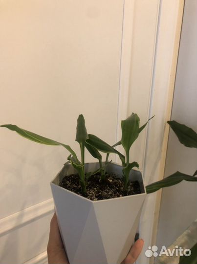 Пальма драцена цветок