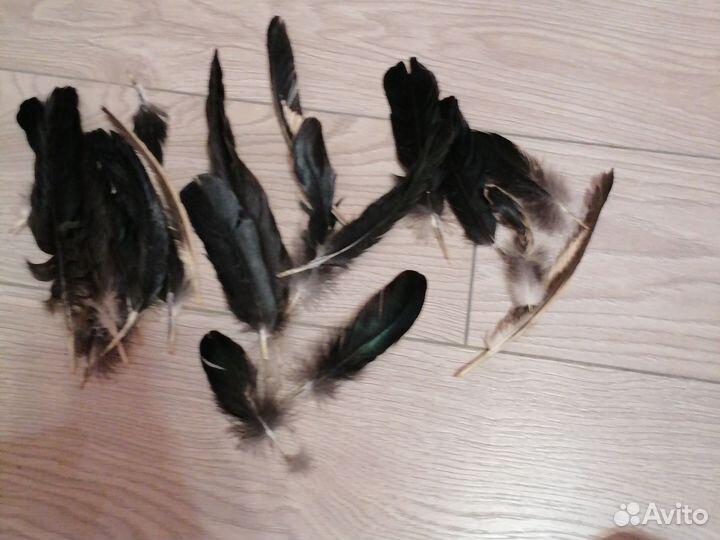 Гусиные и петушиные перья
