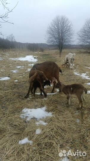 Нубийские козлята