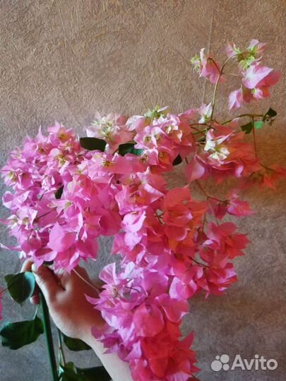 Махровая бугенвиллия Double Pink
