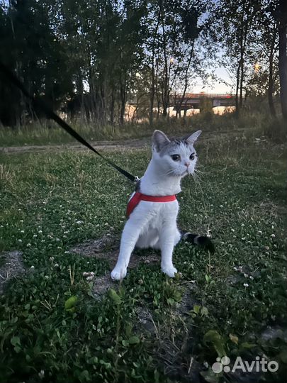 Девочка с крыльями ангела