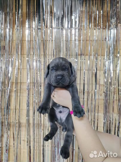 Шикарные мальчики Кане корсо