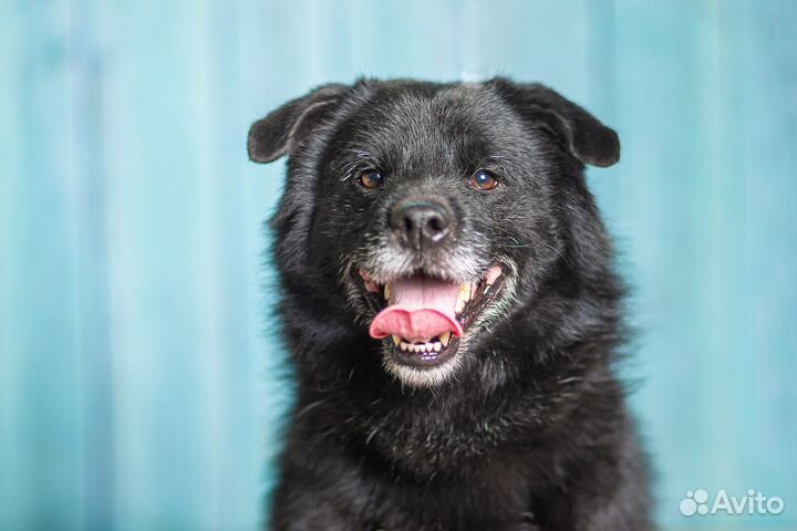 Маленькая собачка в добрые руки