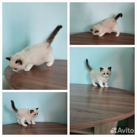 Кошки рэгдолл