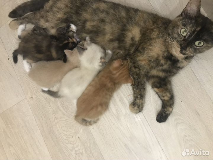 Котята в добрые руки