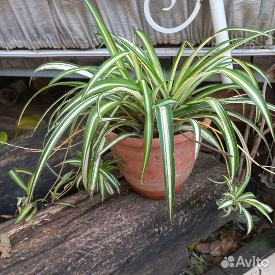Аспарагус, хлорофитум