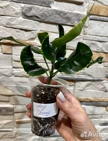 Кодиеумы (кротоны) 2