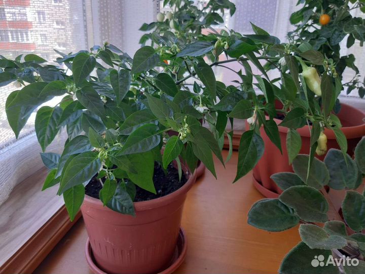 Перец комнатный ампельный красный