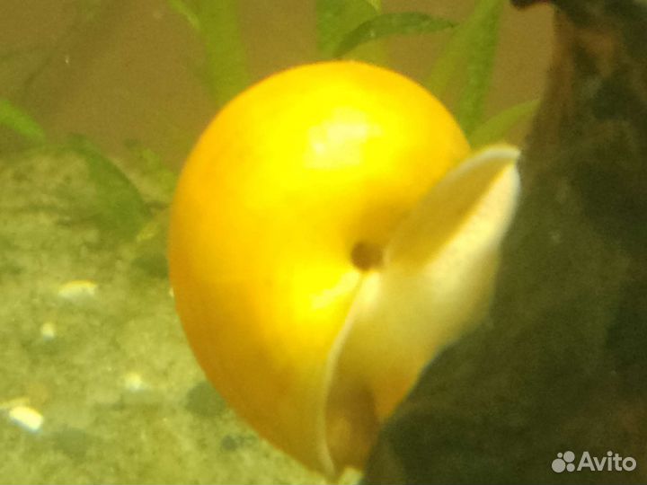 Аквариумные рыбки