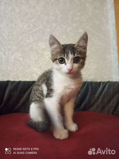 Котёнок