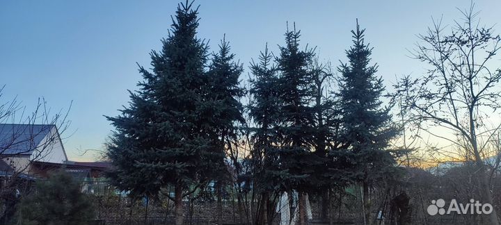 Голубые ели