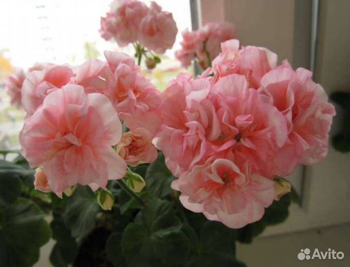 Пеларгония сортовая, герань