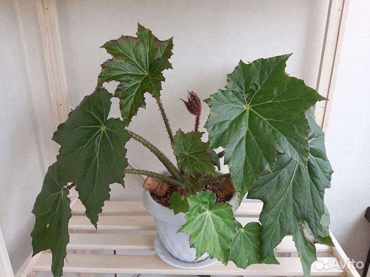 Бегония королевская