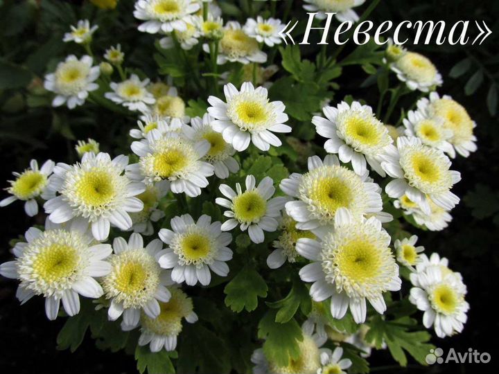 Хризантема