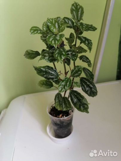 Пилея кадье. Хатиора