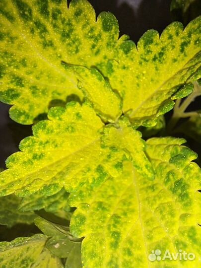 Колеус Electric Lime
