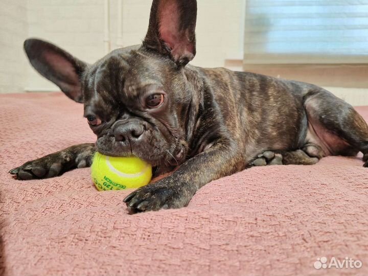 Передержка кошек и грызунов,выгул собак(вечер)