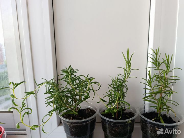 Розмарин саженцы