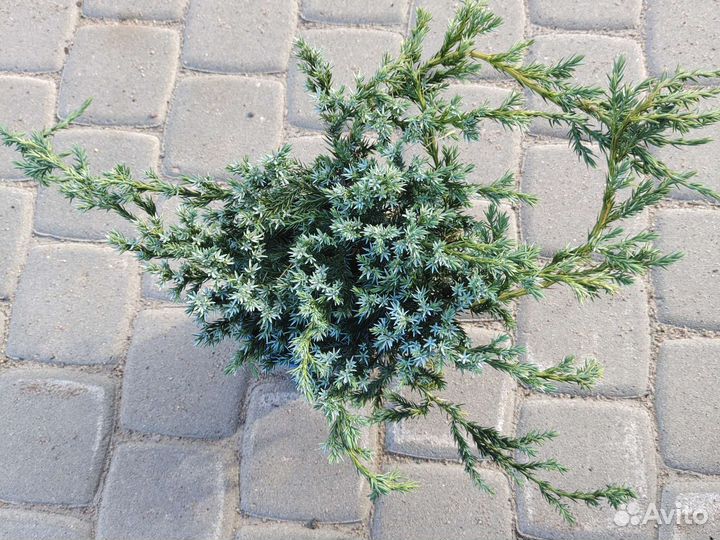 Можжевельник блю карпет