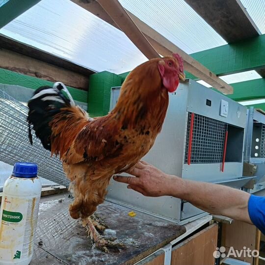 Петухи молодые Брама и помесные