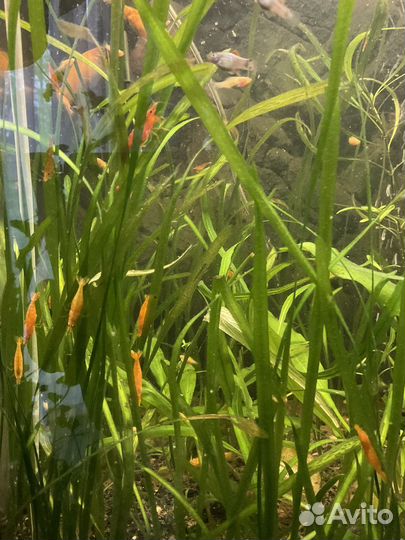 Креветки оранжевая сакура растения