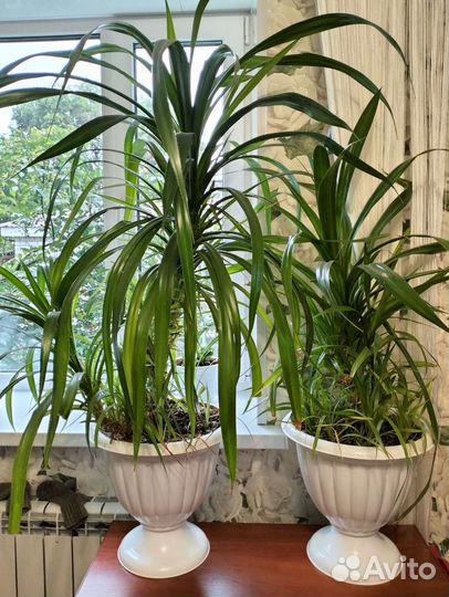 Пальма панданус