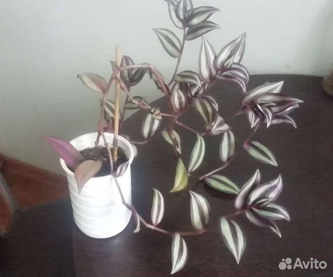 Цветочки комнатные