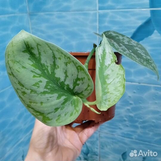 Сциндапсус