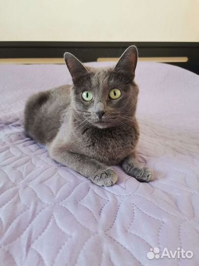 Кошечка в добрые руки