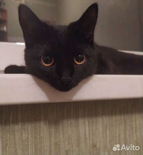 Домашние животные бесплатно кошки