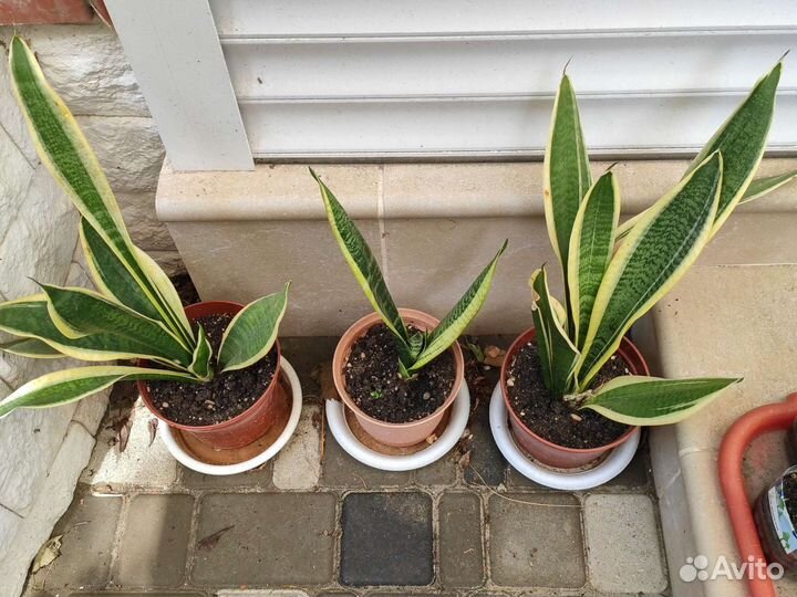 Экзотические растения