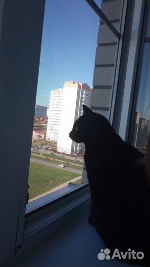 Передержка кошек и собак мелких декоративных пород