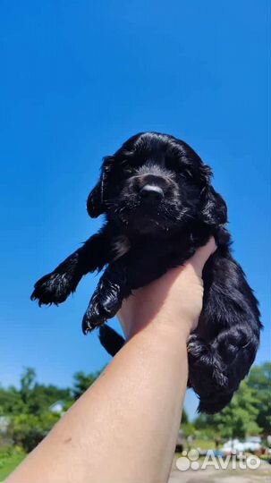 Щенки Кокер Спаниель