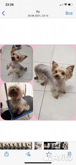 Стрижка собак-Грумер