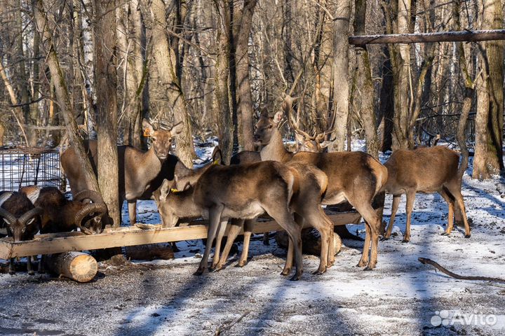 Благородный Европейский олень