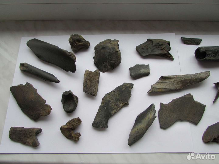 Палеонтология. Плейстоцен. Набор окаменелостей 3