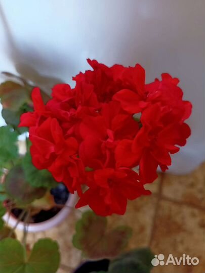 Пеларгония махровая