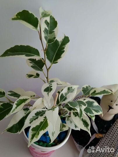 Фикус Бенджамина