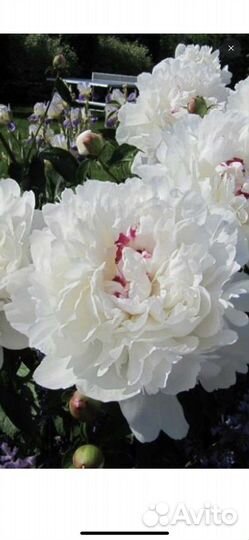 Саженцы пионов